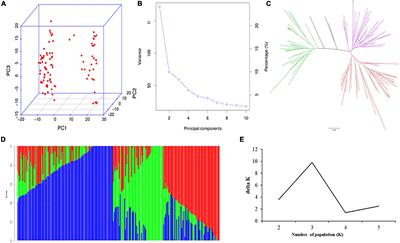 Validation of Genes Affecting Rice Grain Zinc Content Through Candidate Gene-Based Association Analysis